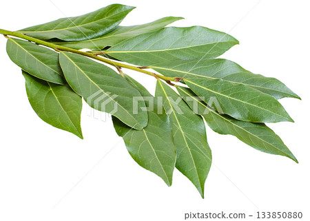 Branch of bay leaves on a white background Branch of bay leaves on a white background 133850880
