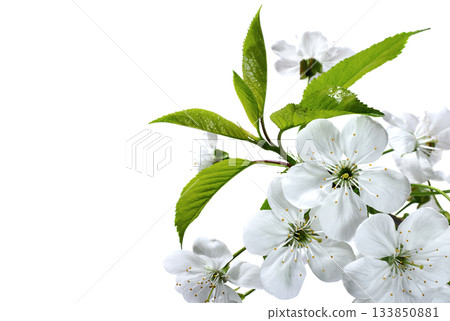 Branch of cherry flowers close up Branch of cherry flowers close up 133850881