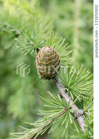 Branch of larch tree with green cone Branch of larch tree with green cone 133850882