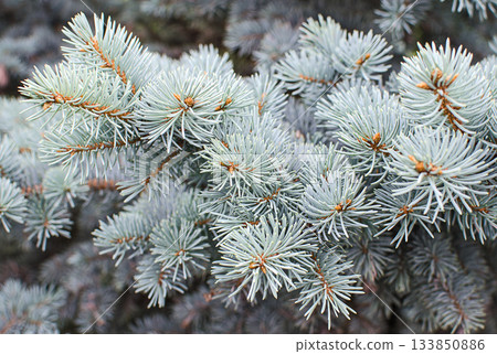 Branches of blue spruce close up Branches of blue spruce close up 133850886