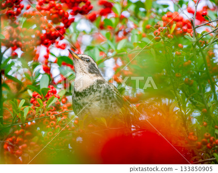 Pyracantha and Thrush 133850905
