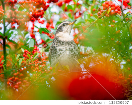 Pyracantha and Thrush Pyracantha and Thrush 133850907