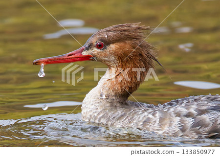 A red-spotted merganser just emerging from the water A red-spotted merganser just emerging from the water 133850977