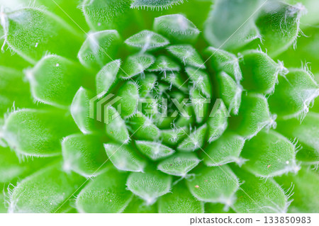 Macro photography of succulents 133850983