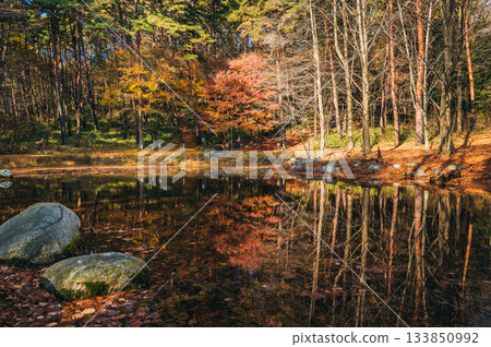The last autumn colors [Nagano Prefecture] 133850992