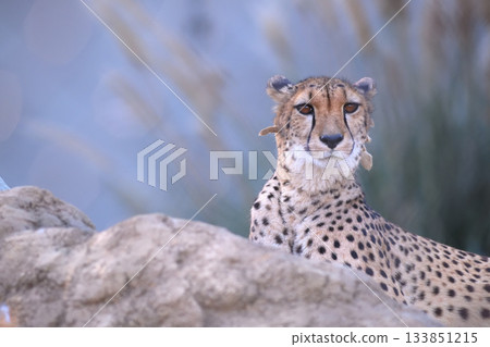 一隻獵豹用它棕色的眼睛凝視著遠方。 一隻獵豹用它棕色的眼睛凝視著遠方。 133851215