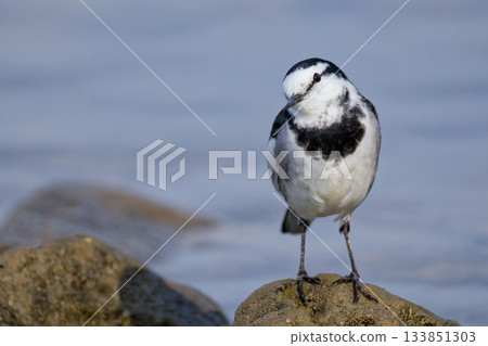 A white wagtail tilts its head to look at me 133851303