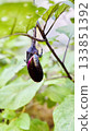 [Vegetables] Photo of a small eggplant with a branch 133851392