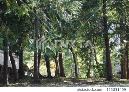 Green trees forest landscape 133851409