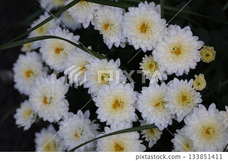 白色花瓣菊花的特寫 白色花瓣菊花的特寫 133851411