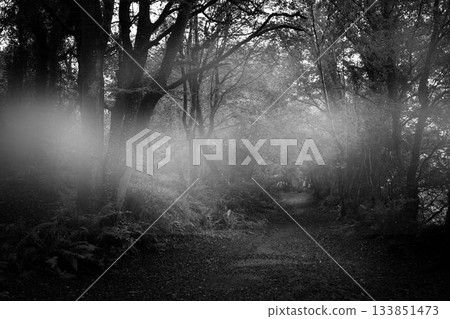 Way between trees in woods 133851473