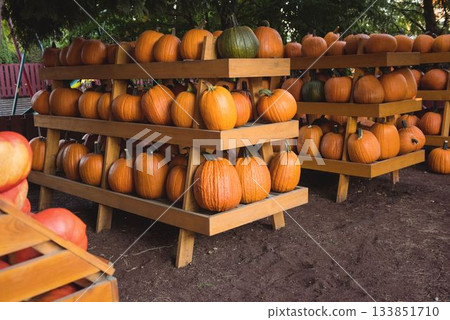 Flat illustration is showing pumpkins being arranged on tiered wooden racks with apple crate Flat illustration is showing pumpkins being arranged on tiered wooden racks with apple crate 133851710