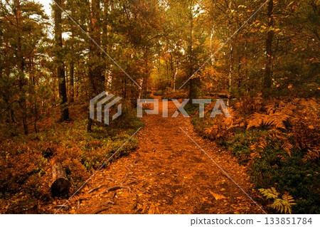 Leaf-covered dirt trail is winding through autumn woodland in flat design with cut log and roots 133851784