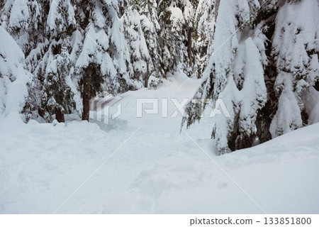 Snow covered forest during winter Snow covered forest during winter 133851800
