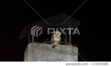 Barn Owl Perched on a Chimney at Night Barn Owl Perched on a Chimney at Night 133851986