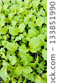 Mustard sauce 133851990