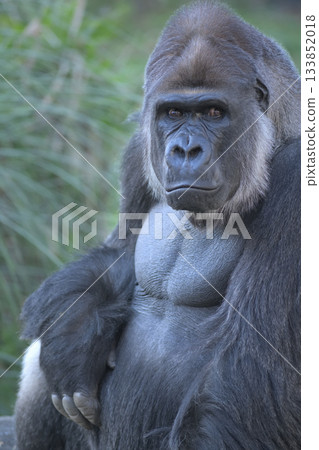 一幅大猩猩的肖像，它的表情彷彿在邀請你隨時來再次相聚。 133852018
