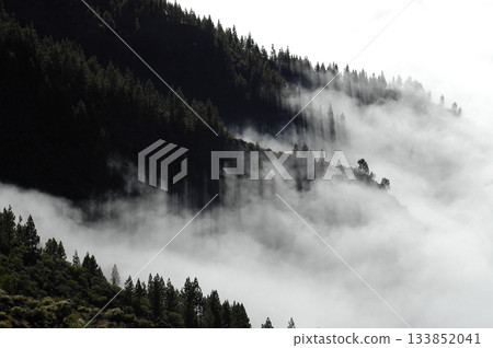 fog covering the pines on the top of the mountain 133852041