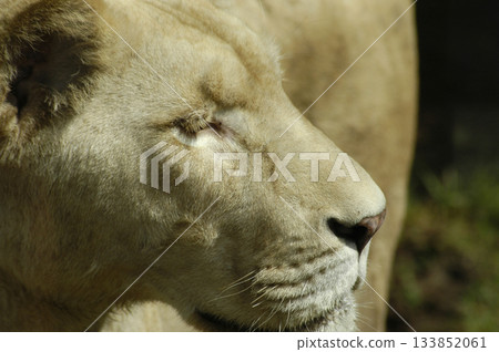 African lioness photographed close-up 133852061