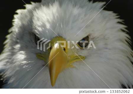 golden eagle in the foreground looking at the camera 133852062