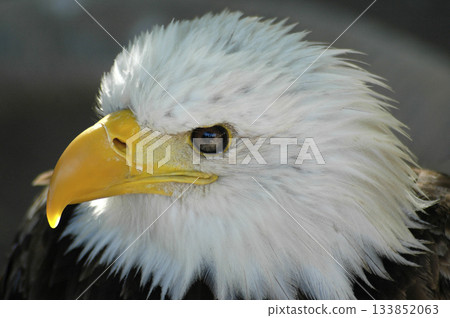 beautiful golden eagle photographed close-up 133852063