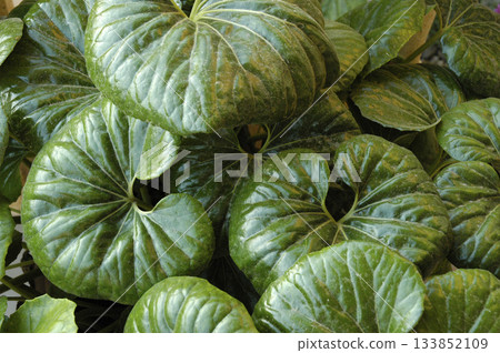 large rounded green leaves 133852109