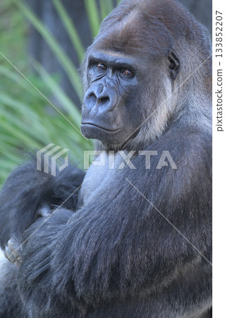 The gorilla turned around and asked if there was something he could help me with. The gorilla turned around and asked if there was something he could help me with. 133852207