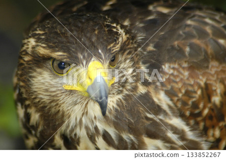 peregrine falcon photographed close-up peregrine falcon photographed close-up 133852267