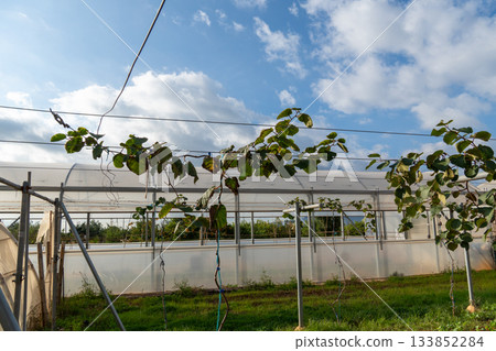 Kiwi vine growing in greenhouse on a sunny day Kiwi vine growing in greenhouse on a sunny day 133852284