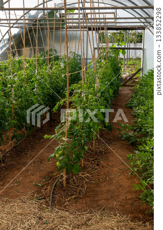 Tomato plants growing inside a greenhouse polytunnel 133852298