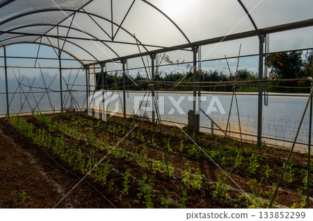 Greenhouse farming with young plants growing in rows Greenhouse farming with young plants growing in rows 133852299