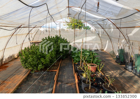 Greenhouse interior with various plants cultivating inside a hothouse Greenhouse interior with various plants cultivating inside a hothouse 133852300