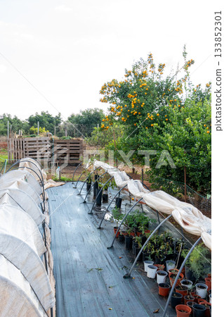 Garden nursery with plant seedlings and citrus tree 133852301