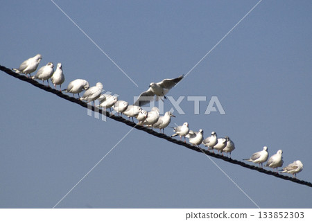 group of seagulls perched on an electric wire 133852303