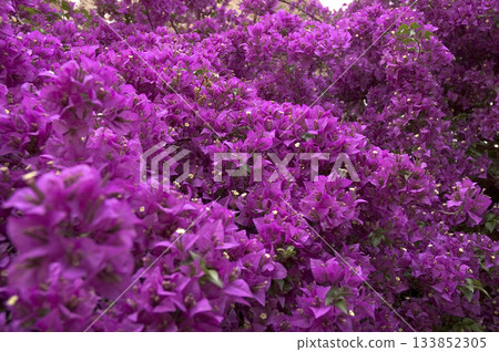 picture of the multitude of flowers of a bougainvillea plant picture of the multitude of flowers of a bougainvillea plant 133852305