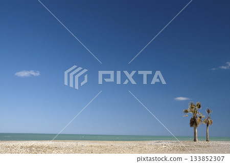 image of a beach without people, with two palm trees on the shore 133852307