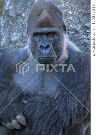 A portrait of a gorilla striking his signature pose for the lens 133852319