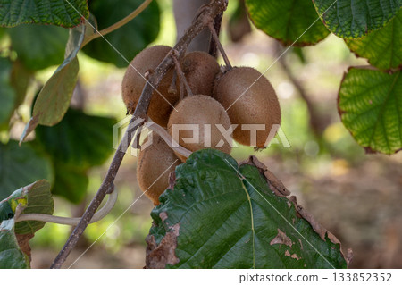 Kiwifruits growing on vine in organic orchard 133852352