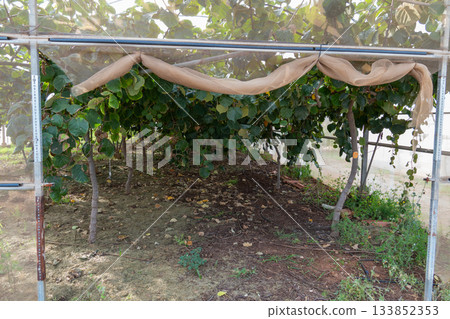 Kiwi fruit growing on vines in organic orchard 133852353