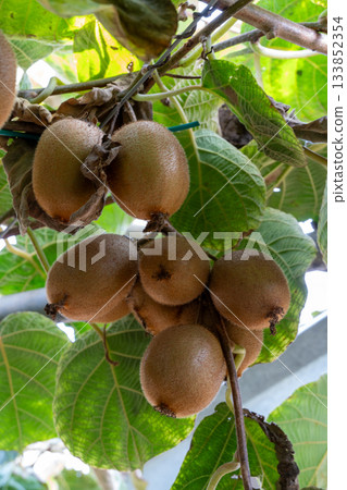 Kiwifruit growing on vine in orchard with green leaves Kiwifruit growing on vine in orchard with green leaves 133852354
