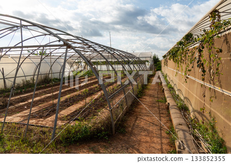 Growing plants inside agricultural polytunnel greenhouses 133852355