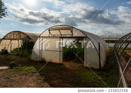 Polytunnel greenhouses cultivating plants under cloudy sky 133852356