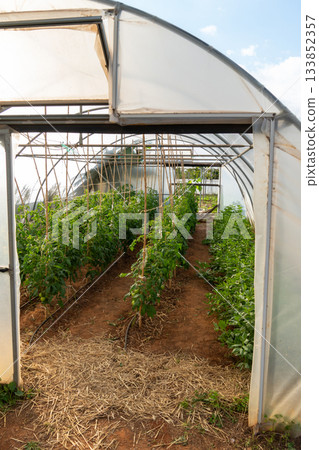 Growing fresh organic vegetables in greenhouse polytunnel 133852357