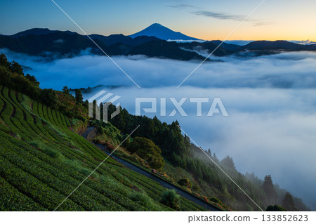 茶園和富士山漂浮在雲海之中 133852623