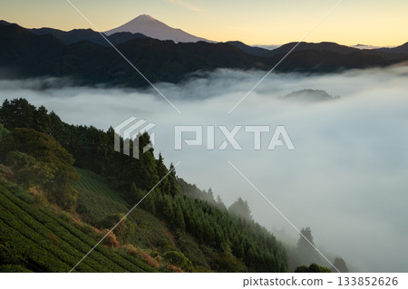 茶園和富士山漂浮在雲海之中 133852626