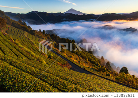 茶園和富士山漂浮在雲海之中 133852631