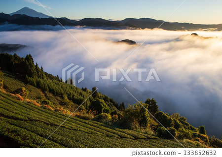 Tea fields and Mt. Fuji floating in a sea of clouds 133852632