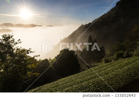 茶園漂浮在雲海之中 133852643