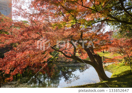 Tokyo, Koishikawa Korakuen Garden, Great Spring, Autumn foliage scenery, National Historic Site 133852647