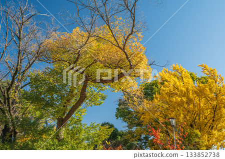 Late autumn in the forest of Yodo Castle Ruins Park, Fushimi Ward, Kyoto City 133852738